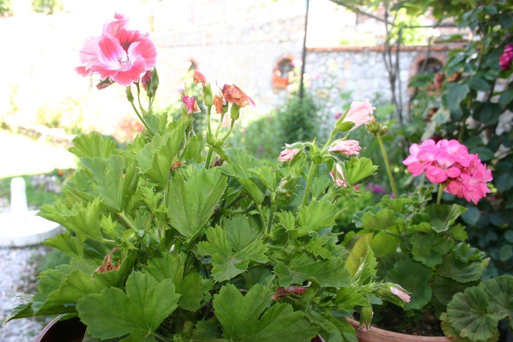 Villa Filip Trpejca Dış mekan fotoğraf